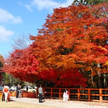 Autumun foliage leaves in Kyoto