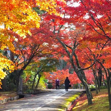 In a month, there will be red leaves around Kyoto