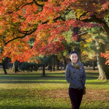 Time for maple red foliage leaf, in Japan