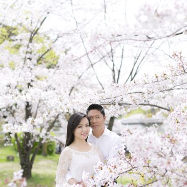 Looking back to last cherry blossom in Kyoto