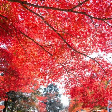 Maple foliage. Red leave in Fall 2023.