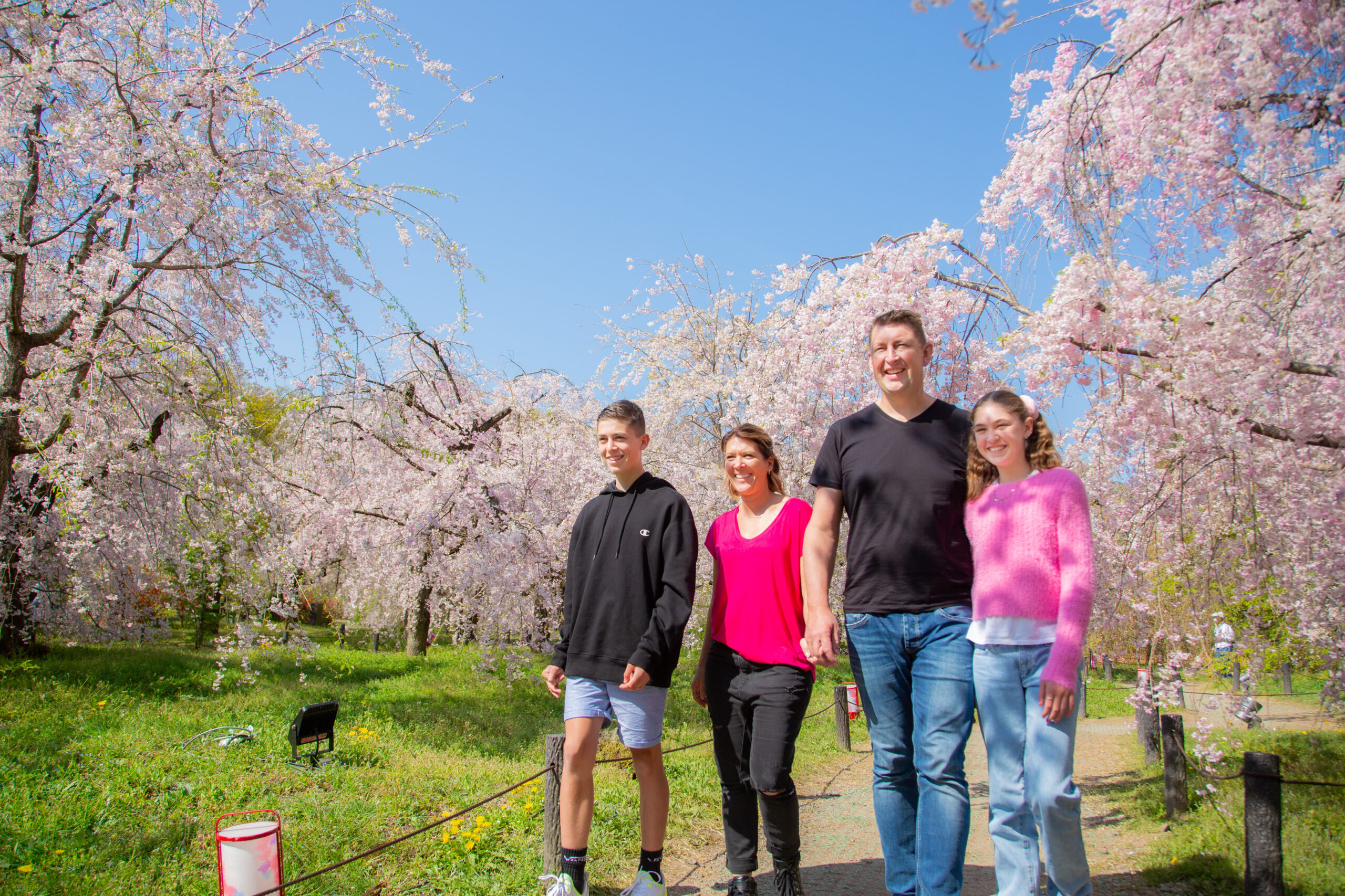 kyoto cherryblossom