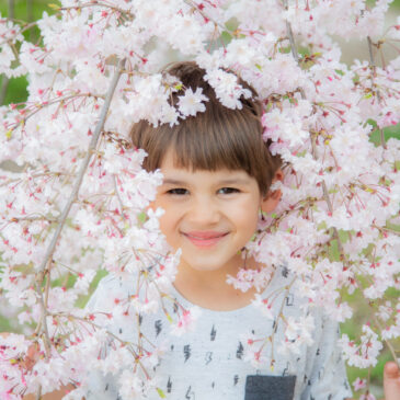 Surrounded with sakura cherry blossoms